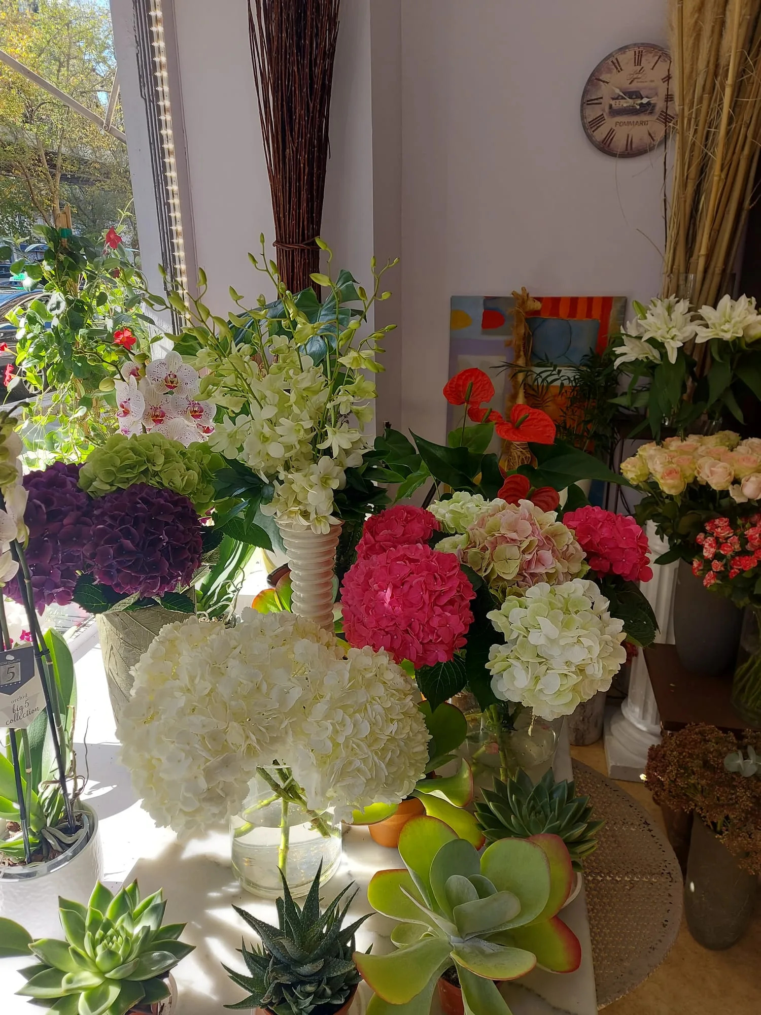 Succulentes et hortensias dans la boutique
