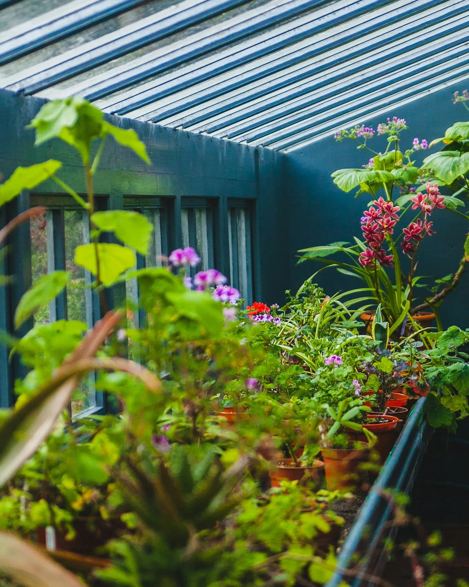 Jardiniere plante verte