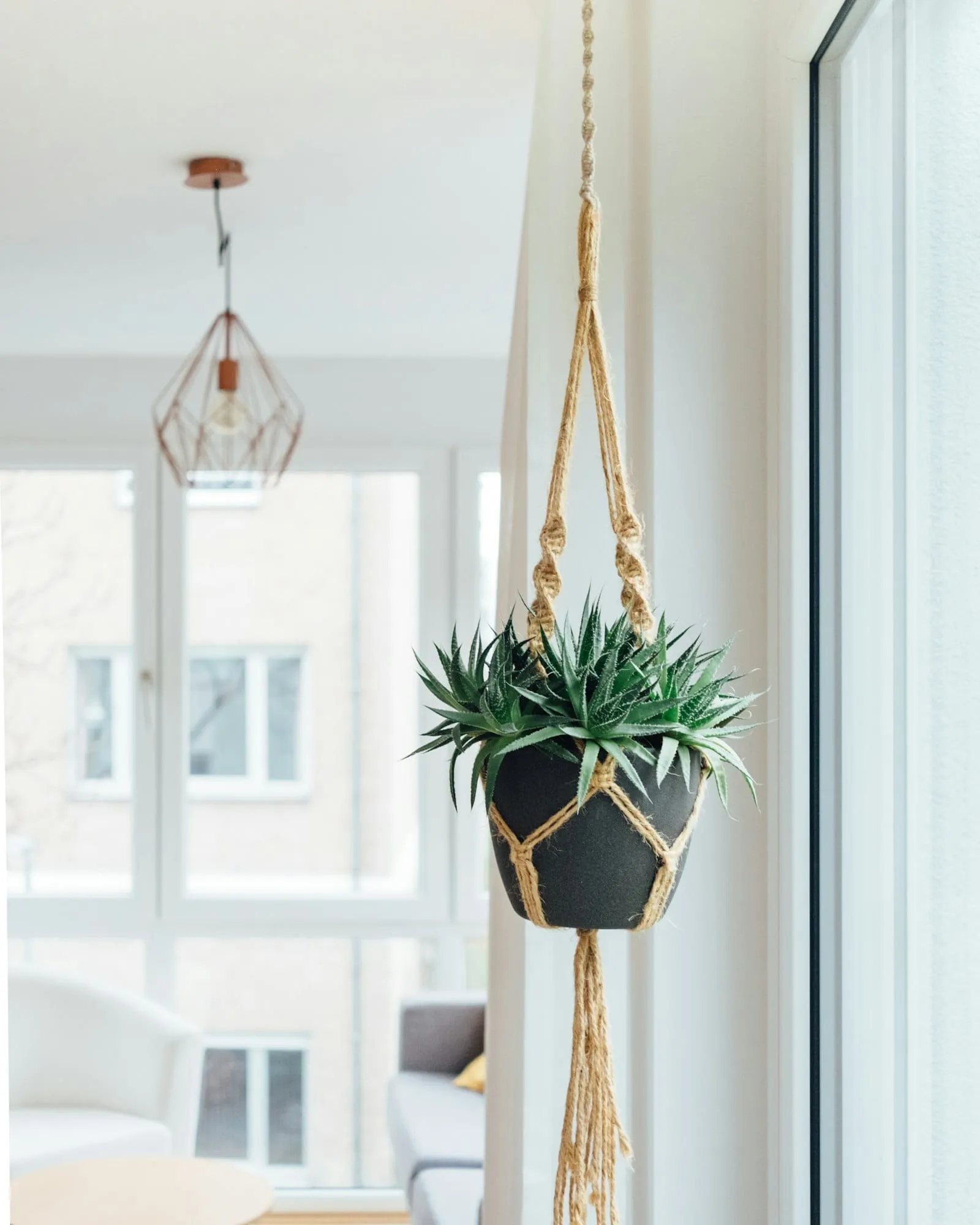 Plante suspendue fenetre