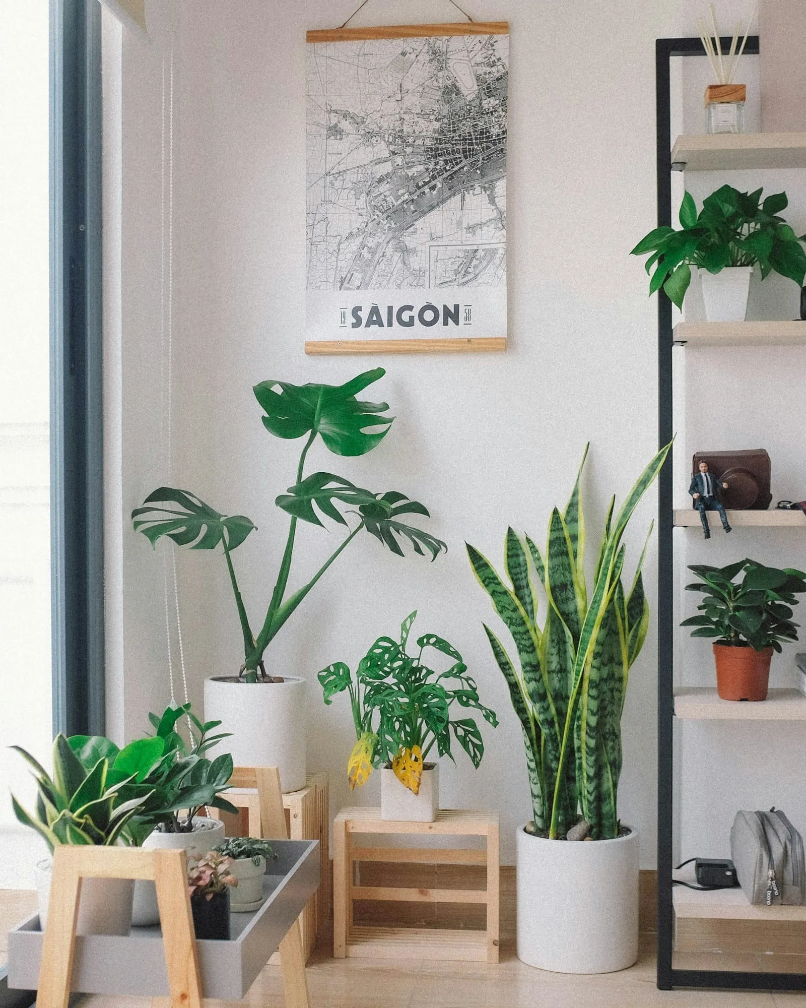 Plantes interieur pots
