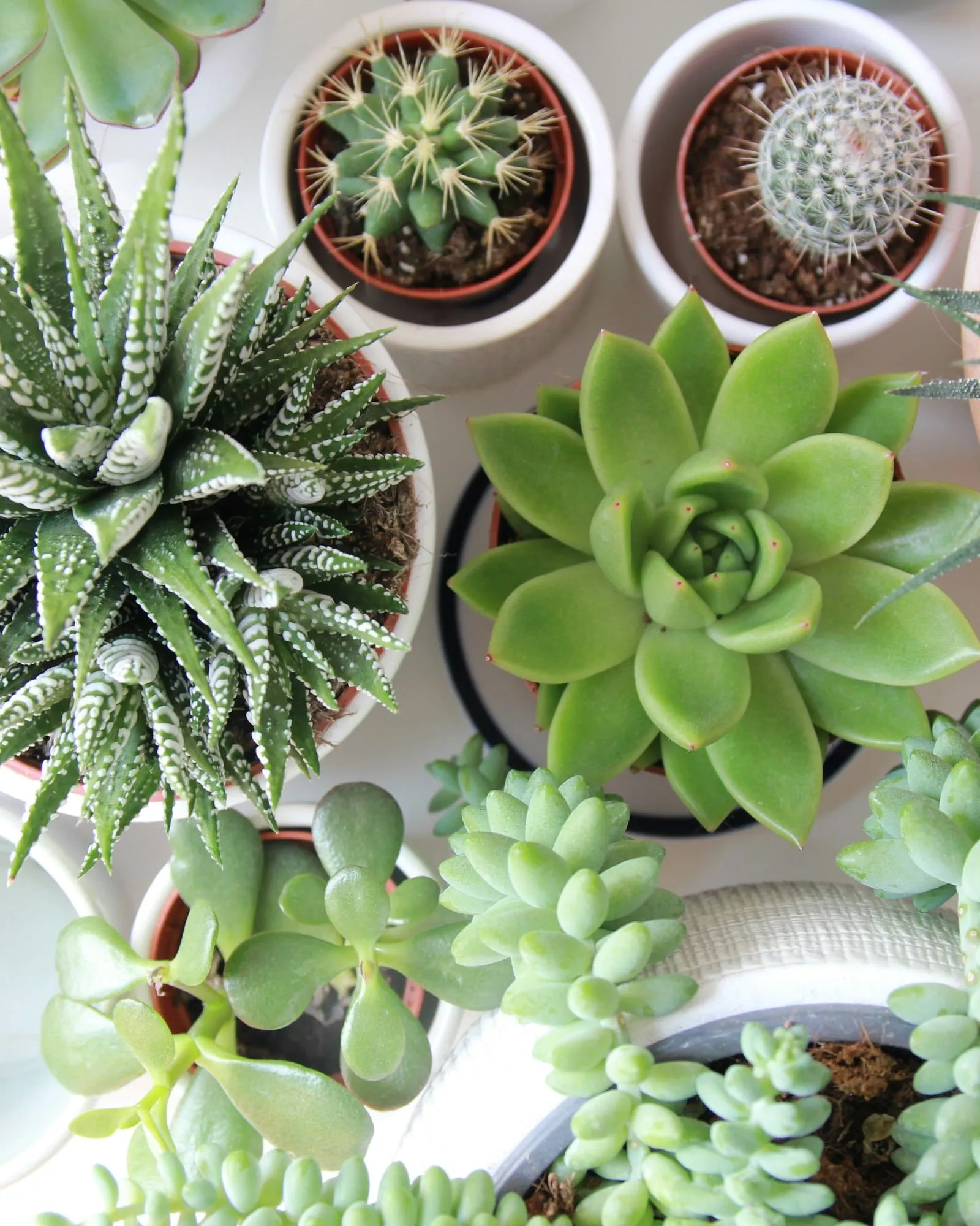 Succulentes cactus assortiment
